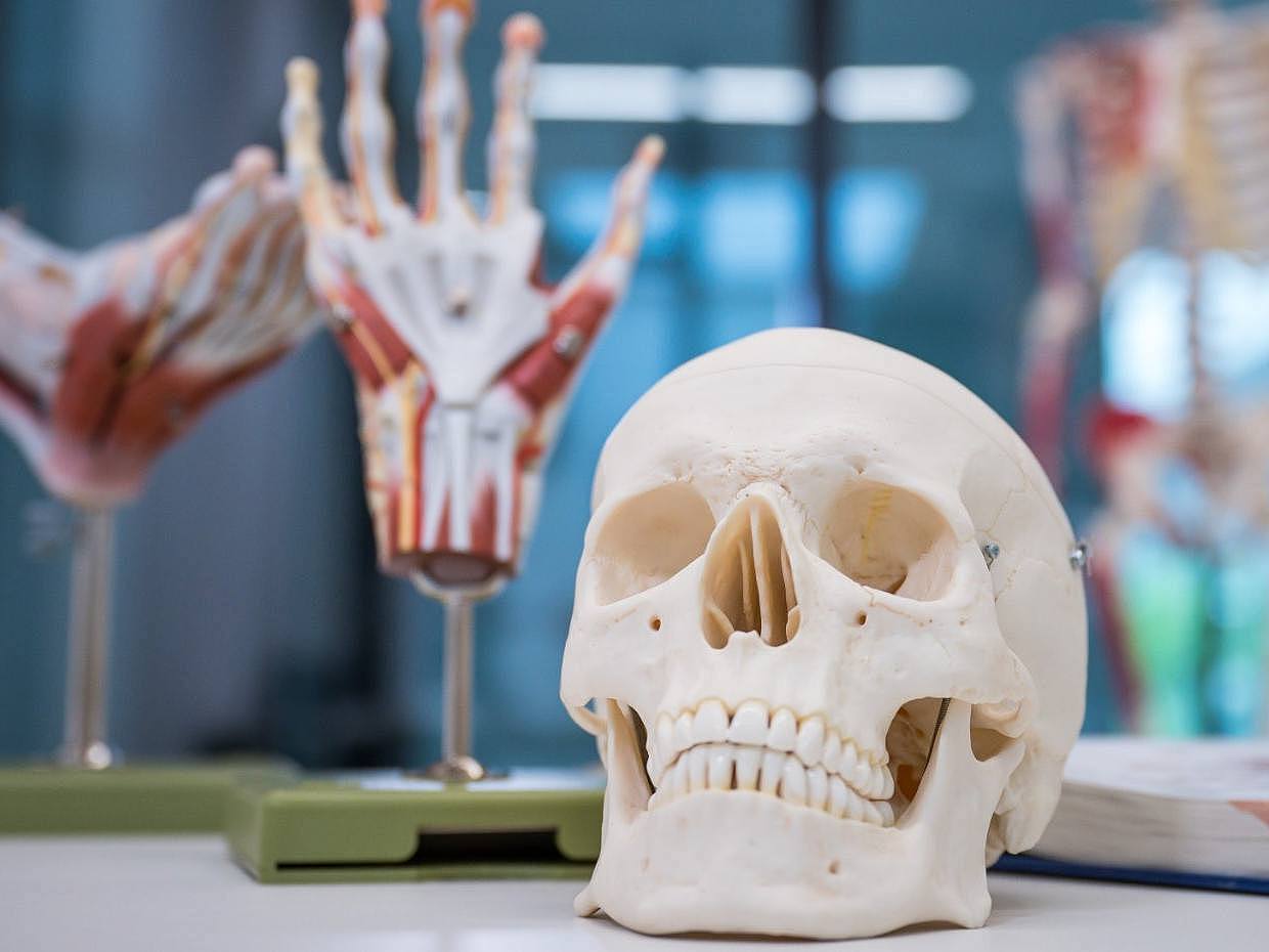 Skelettkopf sowie Hand- und Beinmodelle auf einem Tisch