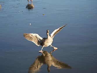 Eine Gans versucht, auf einer Eisoberfläche zu landen und rutscht dabei aus.