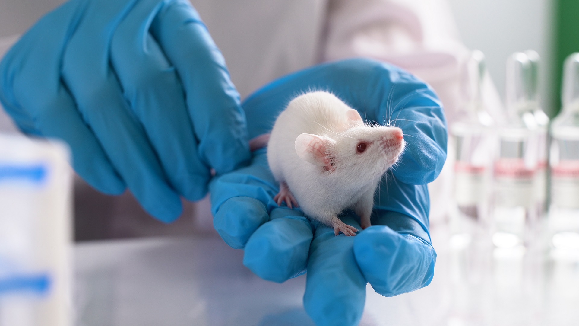 Eine weiße Maus sitzt im Tierlabor auf der Hand einer Person, die blaue Handschuhe trägt.