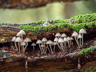 Foto von Pilzen auf Totholz