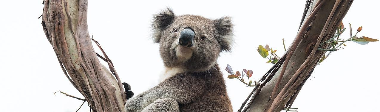 Ein Koala sitzt in einer Astgabel. 