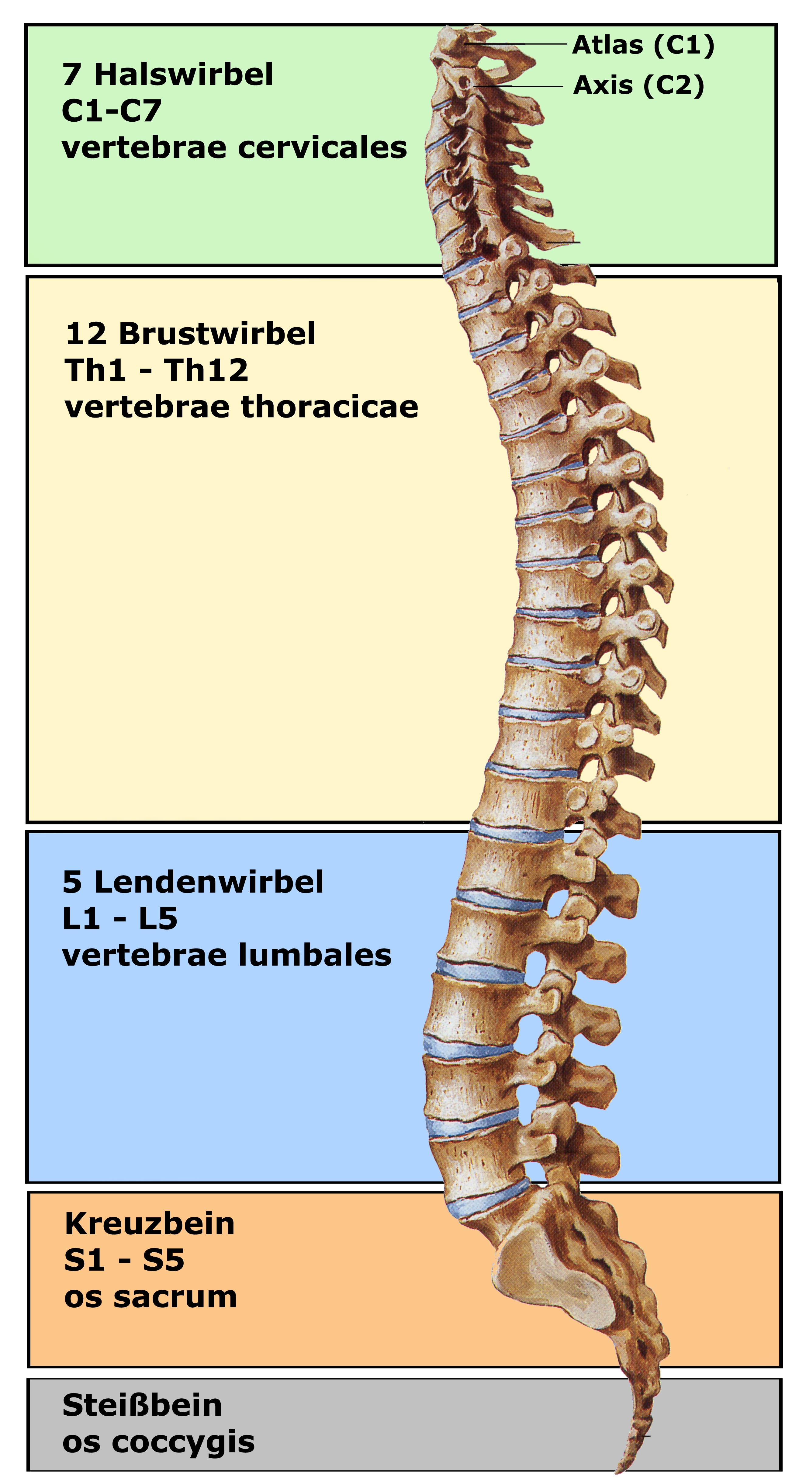 2.1 Aufbau der Wirbelsäule | Hochschulsport | Universität des Saarlandes