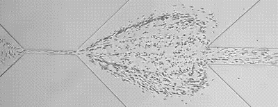 Microfluidic channel showing a fan-shaped distribution of flowing cells between two narrowed channel sections
