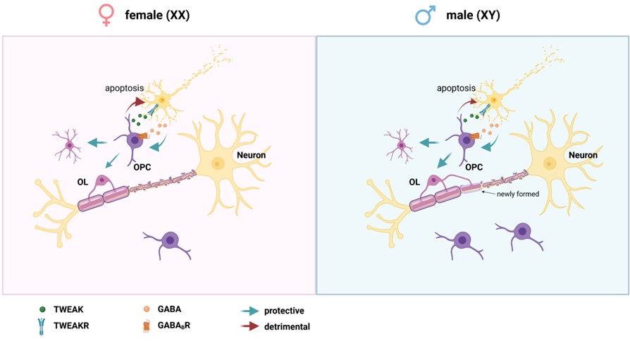 Abbildung zum Projekt "Geschlechtsspezifische GABAB-Rezeptor-Signalgebung in Oligodendrozyten-Vorläuferzellen während der Remyelinisierung"