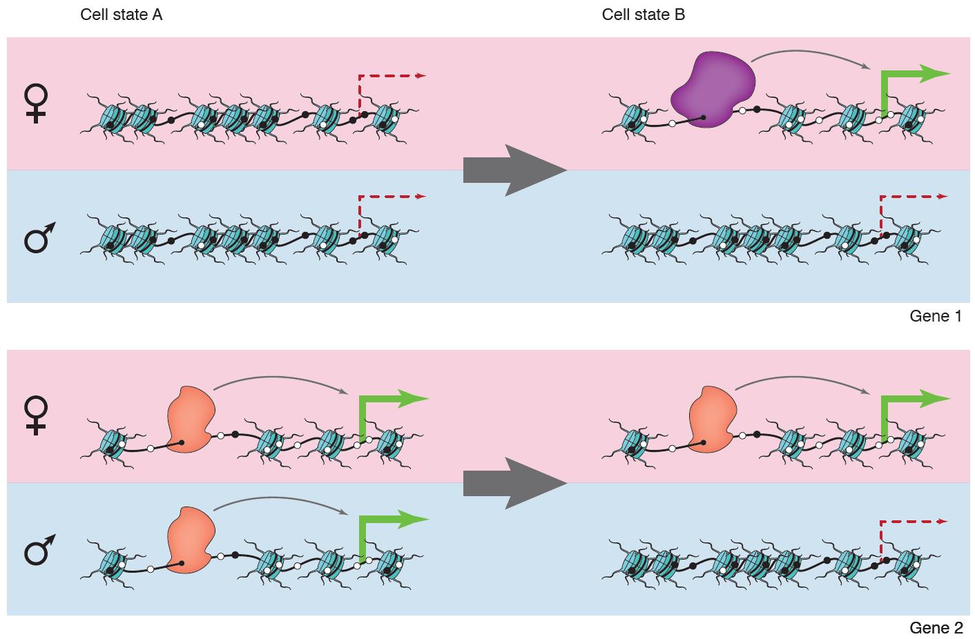 Darstellung geschlechtsspezifischer epigenetischer Regulierung von Genen in dynamischen Zellzuständen.