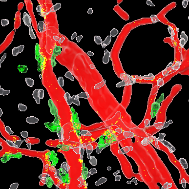 Mouse mast cells (green) degranulate into the bloodstream (red) (Dudeck J et al Immunity 2021)