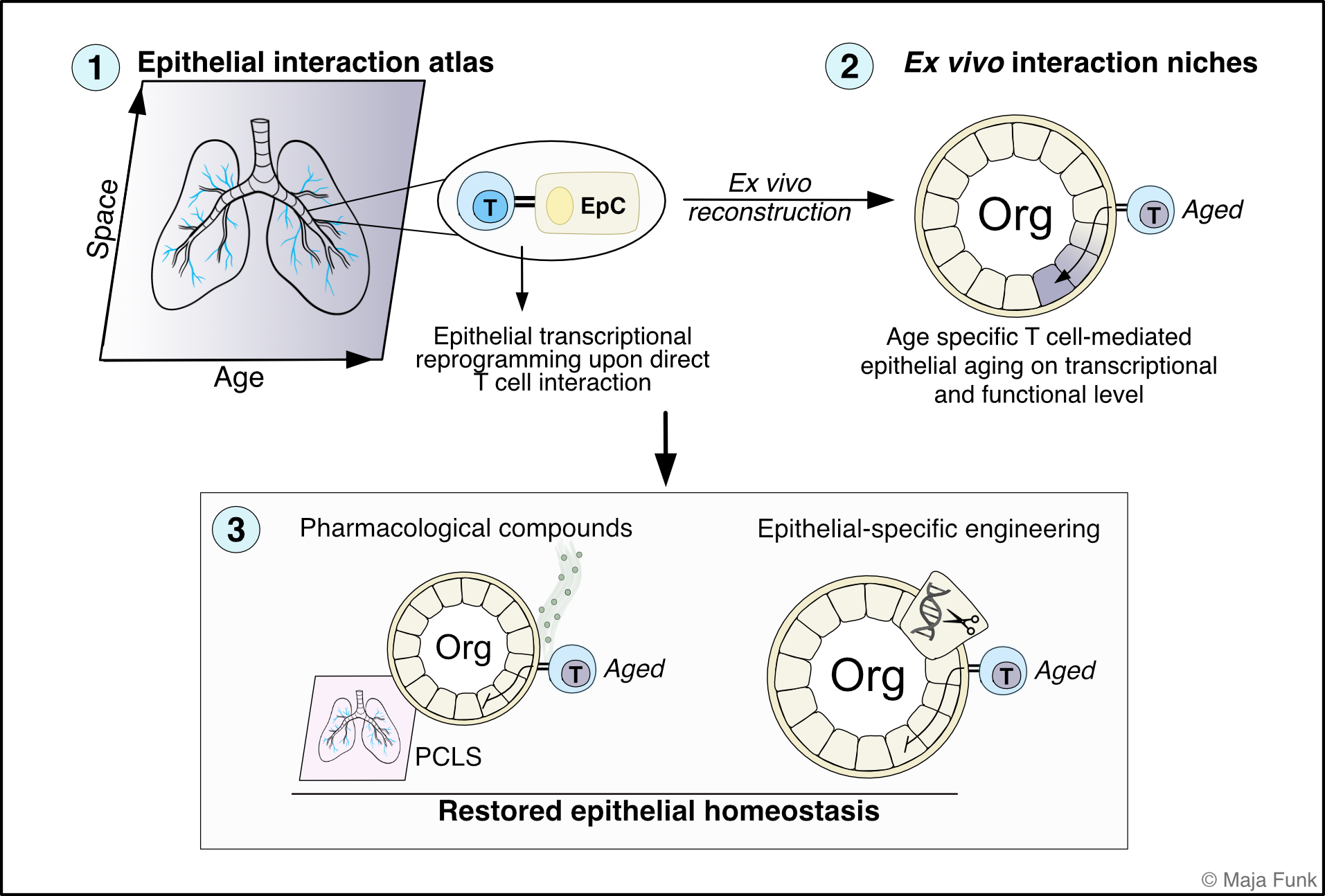 Graphical abstract of the Funk/Lehmann project