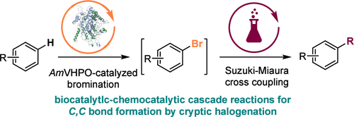 The graphic shows a scheme in which a cascade-like reaction sequence of arylbromination and a following Suzuki-Miyaura cross coupling are combined.