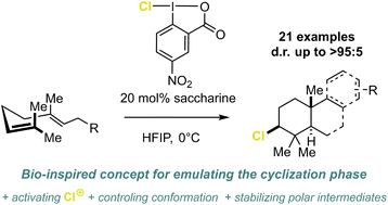 The graphic shows a scheme in which a HFIP–chloroiodane network mimics terpene cyclases for chlorination-induced polyene cyclizations.
