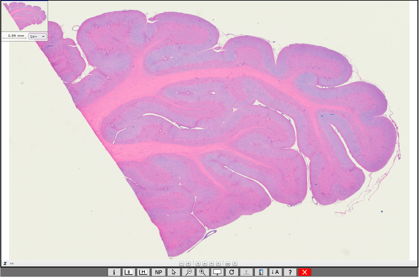 Kleinhirn (Cerebellum) Kaninchen Screenshot der virtuellen Mikroskopie