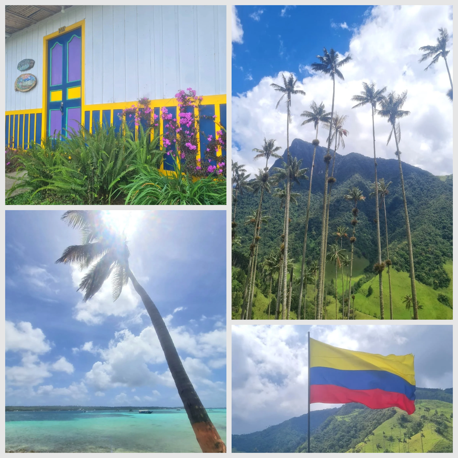 Collage aus Bildern von Palmen und der kolumbianischen Flagge