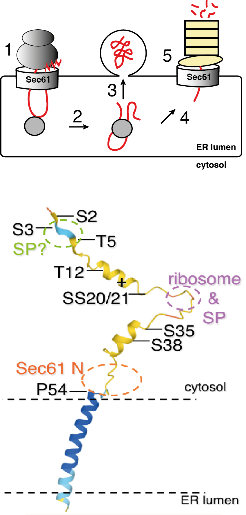 Sec-Pathway/Sbh1p