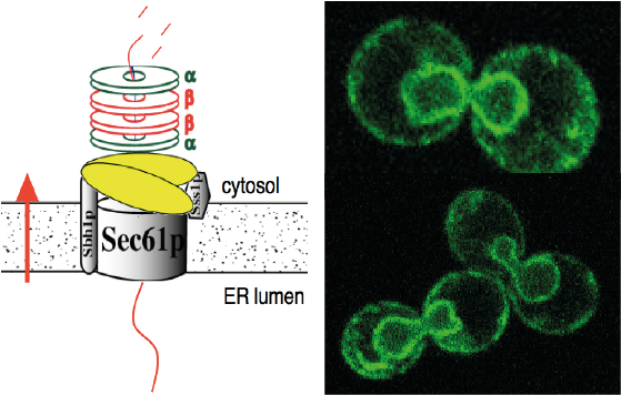 Proteasome/Yeast-ER