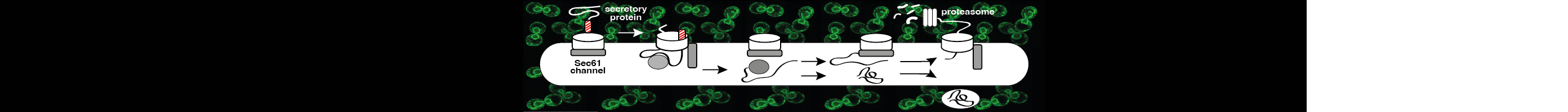 Sec-Pathway (header)