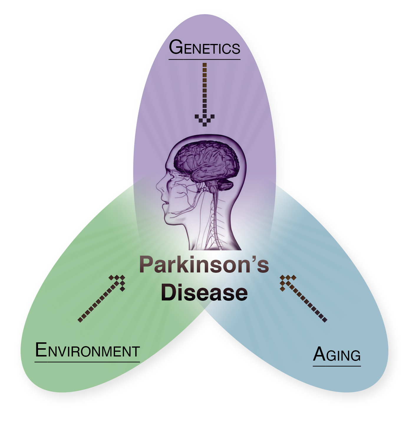 The figure shows a tripartite venn diagram with a central head, below the text Parkinson´s disease, and the factors which influence the onset and development of the disease, namely genetics, environment and aging.