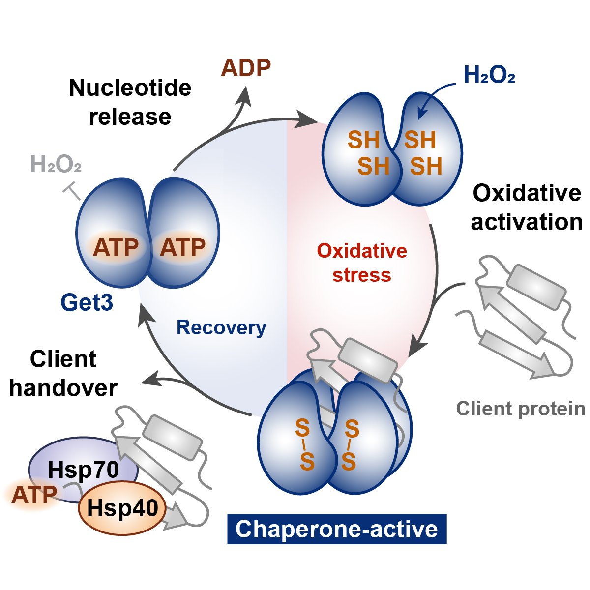 Scheme showing the redox-regulated chaperone function of yeast Get3/human TRC40