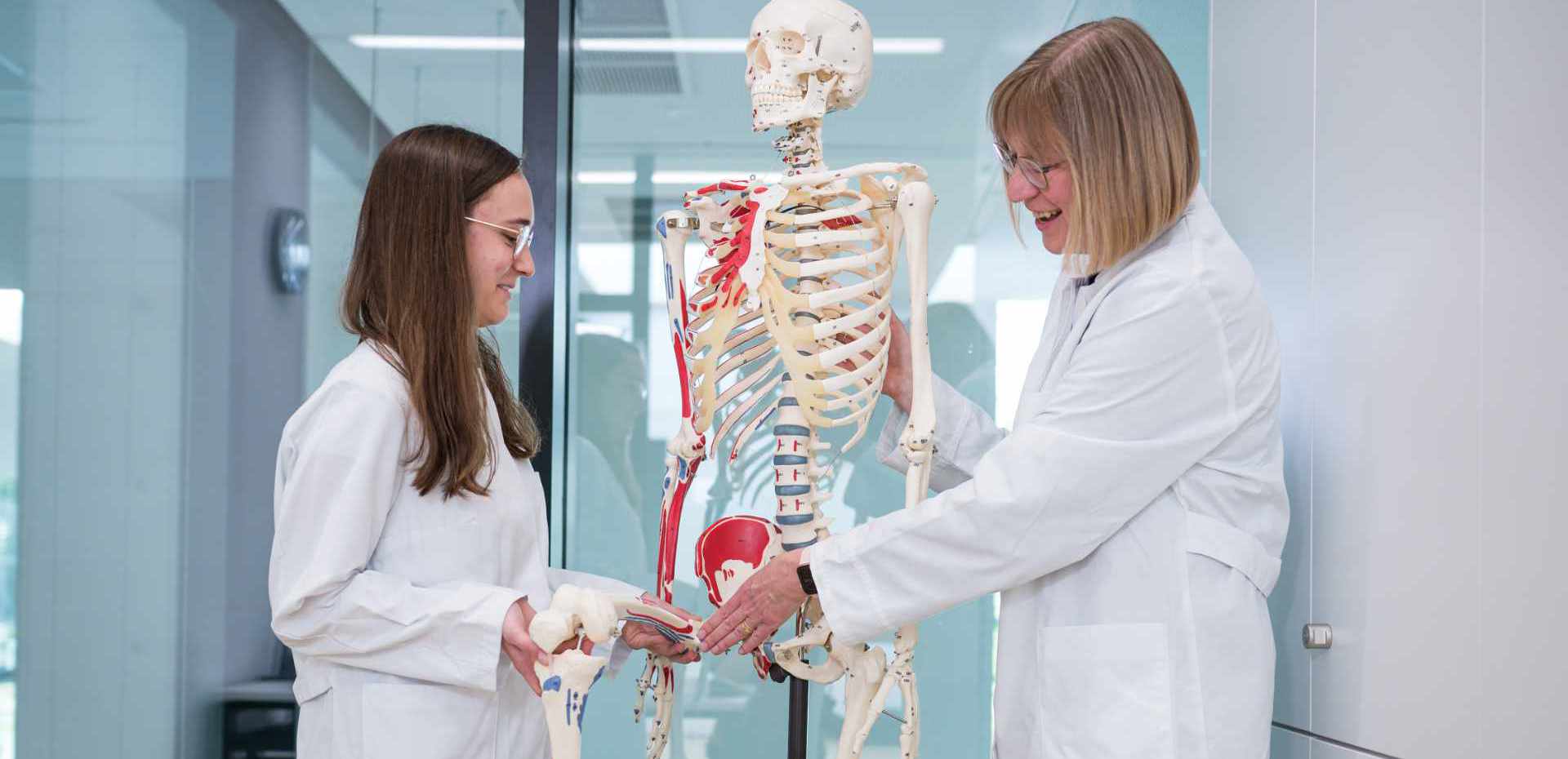 Zwei Frauen im weißen Kittel untersuchen ein Skelett