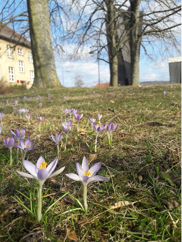 Krokusse auf einer Wiese auf dem Saarbrücker Uni-Campus