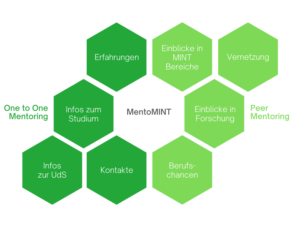 Grafik die den Aufbau des MentoMINT Programm visuell darstellt.